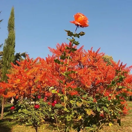 Davidovic-fruska Gora 3*